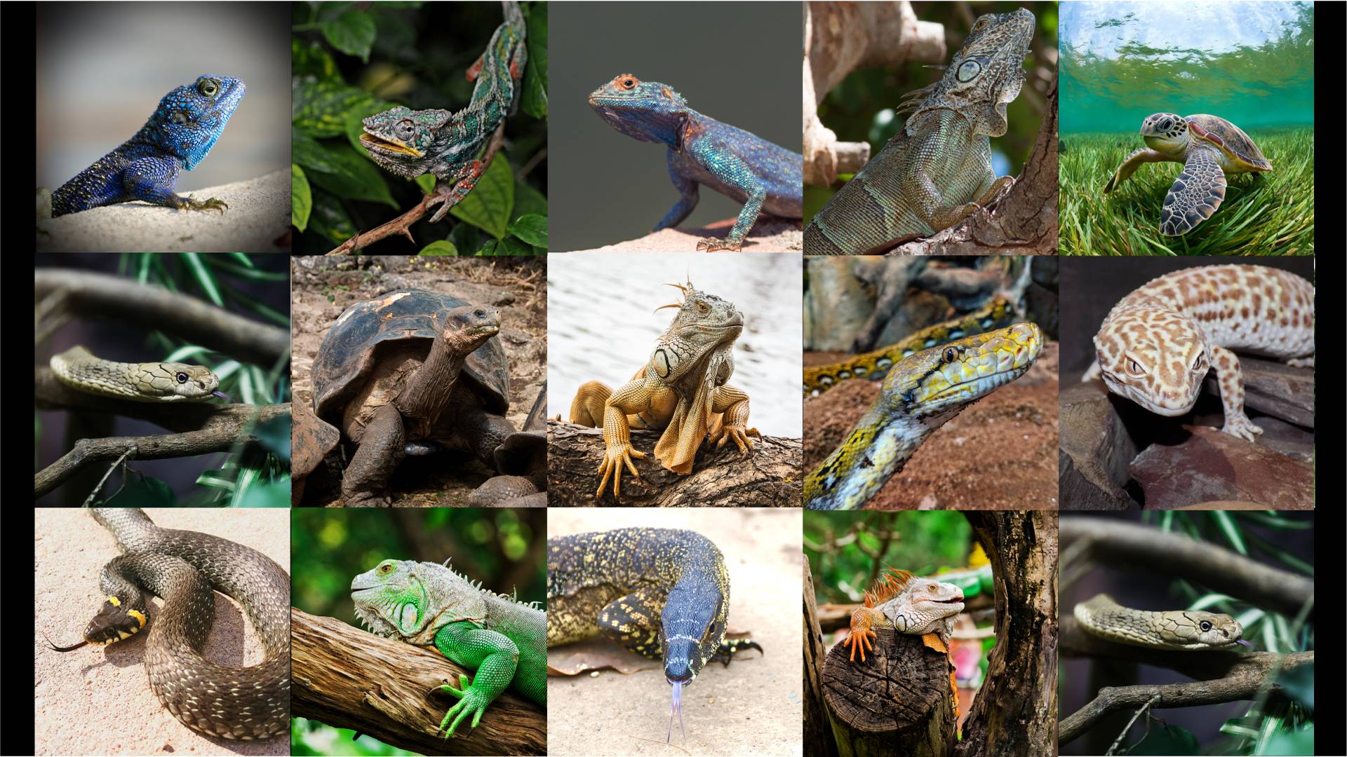 Lesson 4 -  Introduction To Reptiles